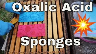 💥Making Randy Olivers Oxalic Acid Sponges [upl. by Lerret]