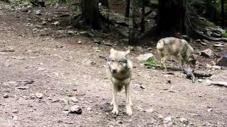 Les Loups du Mercantour 12 [upl. by Gunas]