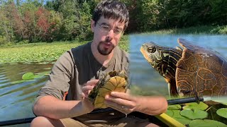 How the Map Turtle Got its Name [upl. by Kutzer]