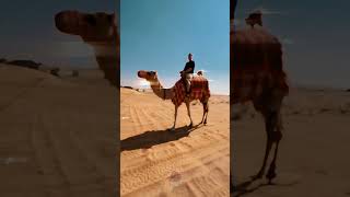 Camel Ride  Desert King  Hump atv desertadventure camel [upl. by Carolynne]