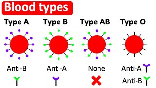 Blood types  Type A B AB amp O  Whats the difference [upl. by Weissberg]