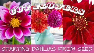 2024 Seed Starting  Dahlias From Seed 🌸  How To Grow Dahlias From Seed [upl. by Atnuahc421]