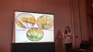 Marisa Szubryt Morphological molecular biogeographic evidence for Euthamia hirtipes and E scabra [upl. by Uthrop]