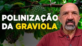 COMO REALIZAR A POLINIZAÇÃO DA GRAVIOLA [upl. by Rehpatsirhc]