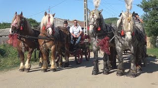 Nunta in Bihor  Trasuri cu cai  Catalin de la Marghita  2018 [upl. by Aramoj]