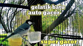 GELATIK BATU GACOR  SUARA masteran burung AMPUH [upl. by Nera]