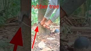 Rubber made from trees in india 2024🌲👍🙂 [upl. by Merrielle]