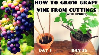 How To Grow Grape Vine From Cuttings At Home FAST N EASY [upl. by Aiasi114]