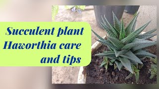 succulent plant haworthia plant  सक्यूलेंट प्लांट हावर्थिया। [upl. by Andrei641]