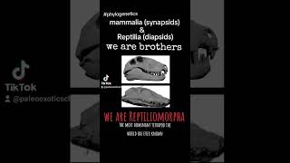 the Reptiliomorpha Brothers Synapsids and Diapsids phylogenetics [upl. by Alahcim]