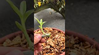 Short tips easy to following propagation dendrobium plant short plant orchid [upl. by Piscatelli560]