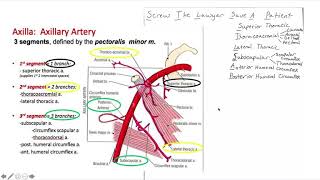 Axillary Artery Branches [upl. by Dnalel]