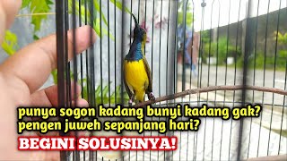 Sepele tapi banyak yg tidak tau ‼️Tips agar sogon gacor stabil sepanjang hari [upl. by Anerual]