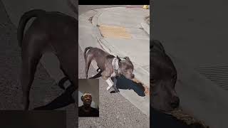 This man was really not scared of this dog man talks dog [upl. by Garold]