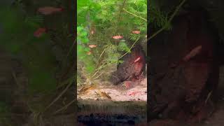 Gold laser Corydora babies with green neon tetras and golden WCMMs neontetra corydoras [upl. by Kantos]