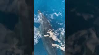 Dolphins Delight Tourists During Boat Trip [upl. by Yrovi]