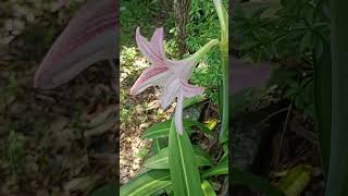 Hippeastrum reticulatum is a flowering perennial herbaceous bulbous plant F Amaryllidaceae [upl. by Amre684]