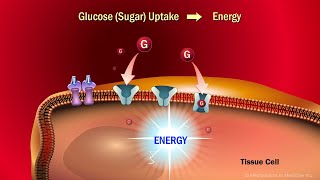 The Role of Insulin in the Human Body [upl. by Allerie]