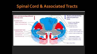 Spinal Cord amp Associated Tracts Anatomy [upl. by Lisle]