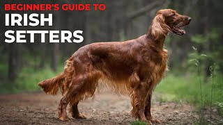 BEGINNERS GUIDE TO THE IRISH SETTER [upl. by Yarg281]