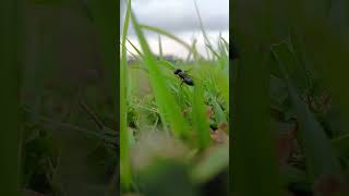 Ants are eusocial insects of the family Formicidae and along with the related wasps and bee belong [upl. by Dumah488]