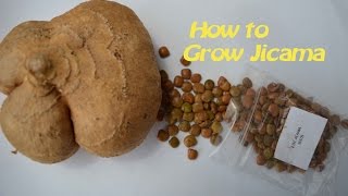 How to germinate Jicama seeds [upl. by Errecart]