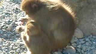 伊豆、波勝崎苑の猿（乳は与えても）Japanese Macaque Monkeys [upl. by Reena]