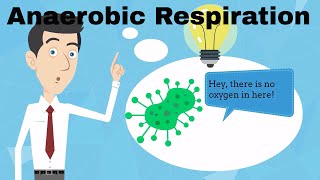 Anaerobic Respiration Fermentation [upl. by Ahsirpac]