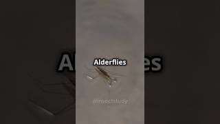 How alderfly involved to ecosystem insects animals shorts facts [upl. by Favin]