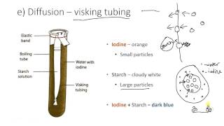 Visking tubing [upl. by Ahsenac]