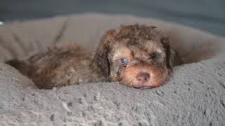 Lagotto Romagnolo Puppies 5 weeks [upl. by Aiker]