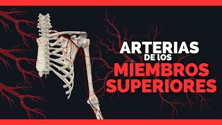 ✅ARTERIAS DE LOS MIEMBROS SUPERIORES  Subclavia axilar braquial radial cubital [upl. by Bonnette]