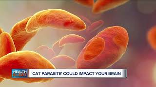 Cat Parasite could impact your brain [upl. by Lseil974]