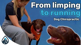 Dog Limping Natural Treatment  Lifespring Chiropractic Austin TX [upl. by Alexandria]