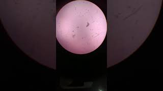 Lactobacillus becteria in curd Microscopic view [upl. by Nwavahs]