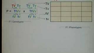 Genetics Dihybrid Cross 02 [upl. by Hosea934]