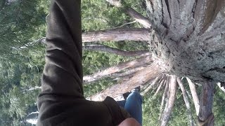 🌳 Climbing to the Secret Tree Net in a California Redwood 🌲 [upl. by Durand]