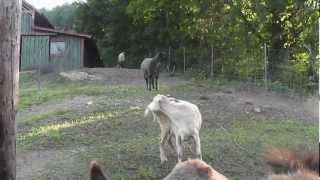 Farm life and cottage garden on a lovely June morning inTennessee [upl. by Treblih]