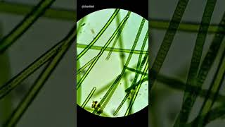 Moving Algae Under Microscope CyanobacteriaBlueGreen Algae [upl. by Gil695]