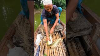 Big Boyal Fish Catch By Net fish fishingvideo bigfish fishing [upl. by Connie936]