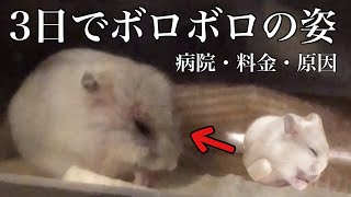 ②ハムスターが突然鳴いてお迎え3日目で病院に行く日。診察や病院代と原因。その後の経過。 [upl. by Yrgoerg]