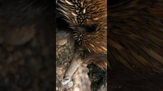 The shortbeaked echidna Tachyglossus aculeatus [upl. by Cogen]