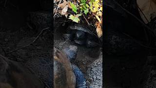 His Eye Is Missing Gopher Tortoise Face Off… 😳 youtubeshorts gophertortoise faceoff [upl. by Ativahs669]