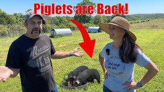 Now the Homestead Feels Complete with PIGLETS [upl. by Nasas]