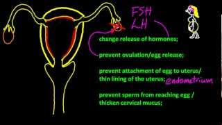 B63 Describe the mode of action of oral contraceptives IB Chemistry SL [upl. by Sharos621]