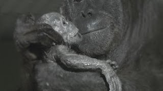 Orangutan birth captured live on camera at Durrell [upl. by Ehgit]