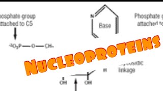 Nucleoproteins Chemistry of nucleotides Medical Biochemistry for Medical Students [upl. by Mosa]