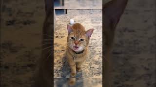 Funny Cats Compilation 😹🤪 funny pets funnypets funnyanimals cat shorts [upl. by Rici]