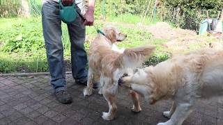 Golden Retriever successful mating Dekking Golden Retriever [upl. by Bathesda]