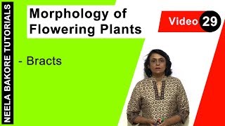 Morphology of Flowering Plants  NEET  Bracts  Neela Bakore Tutorials [upl. by Ulysses]